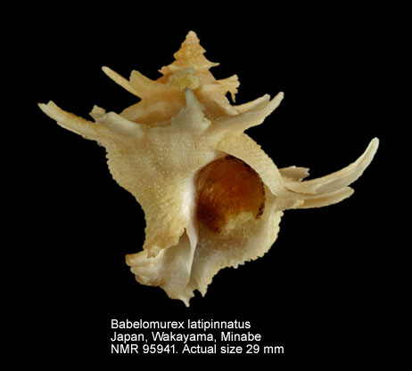 Babelomurex latipinnatus.jpg - Babelomurex latipinnatus (Azuma,1961)